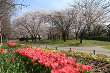 花ごよみ 長居公園 Nagai Park