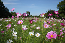 花ごよみ 長居公園 Nagai Park