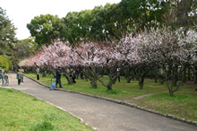 花ごよみ 長居公園 Nagai Park