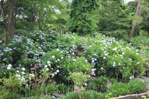 19年6月11日現在の開花情報 長居公園 Nagai Park