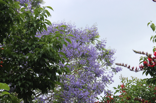 19年6月11日現在の開花情報 長居公園 Nagai Park