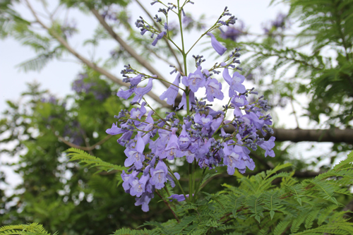 19年6月11日現在の開花情報 長居公園 Nagai Park